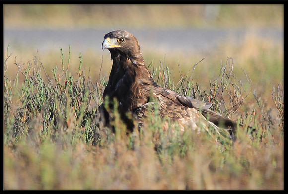 Golden Eagle
