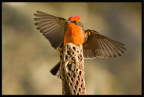 Vermilion Flycatcher