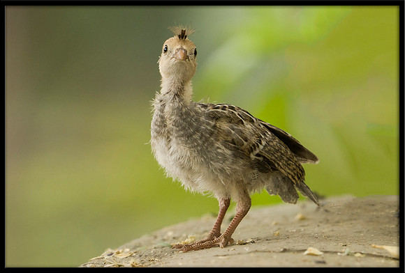 Gambel's Quail juvi