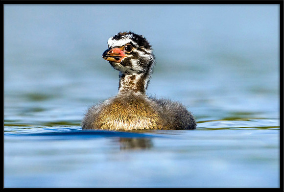 Pied-billed Grebe chick