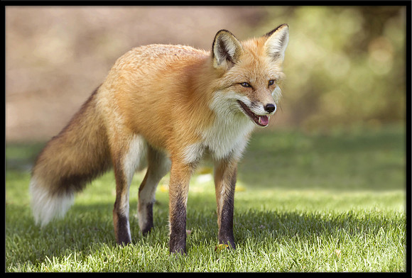 Red Fox