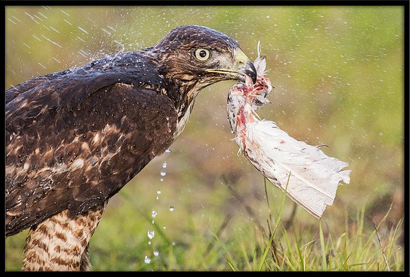 Red-tailed Hawk Gets Pigeon