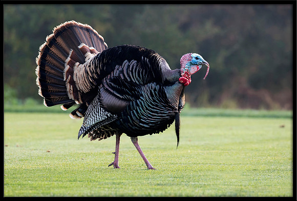 Turkey