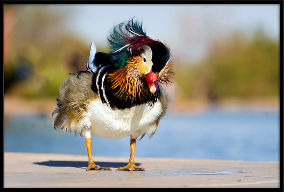 Mandarin Duck