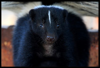 Striped Skunk