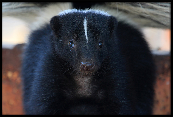 Striped Skunk