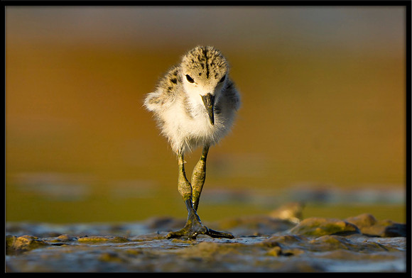 Black-necked Stilt chick