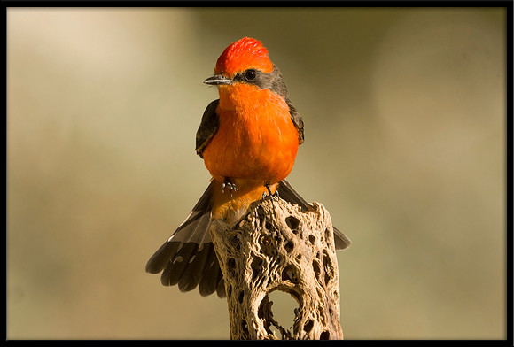 Vermilion Flycatcher