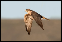 Lanner Falcon