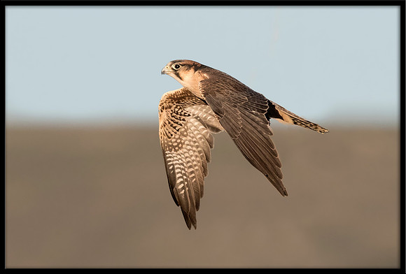 Lanner Falcon