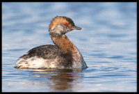 Horned Grebe