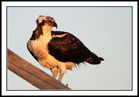 Osprey