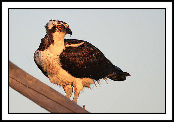 Osprey