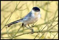 Black-tailed Gnatcatcher