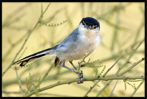 Black-tailed Gnatcatcher