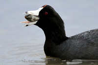 Coot swallowing clam
