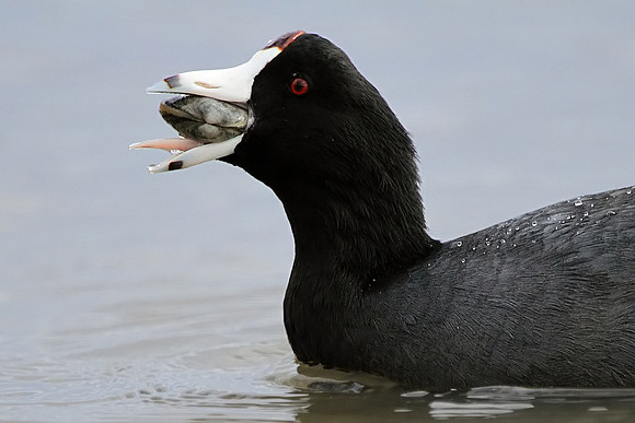 Coot swallowing clam
