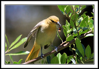 Hooded Oriole Eating Berry