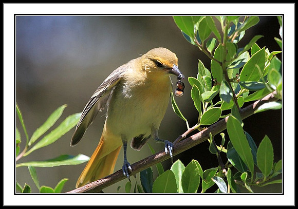 Hooded Oriole Eating Berry