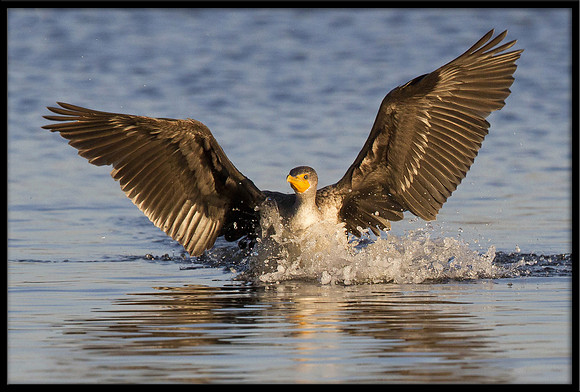 Cormorant