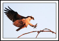 Osprey