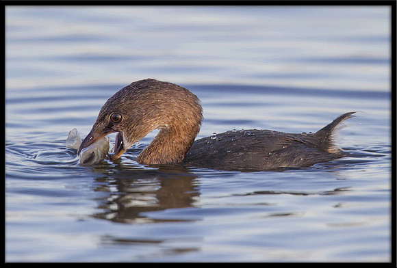 Pied-billed Grebe