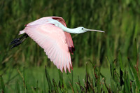 Roseate Spoonbill