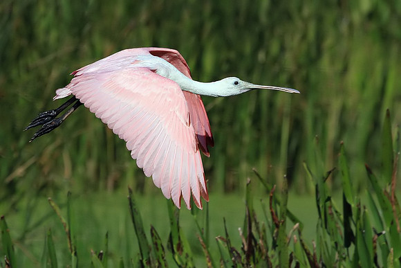 Roseate Spoonbill