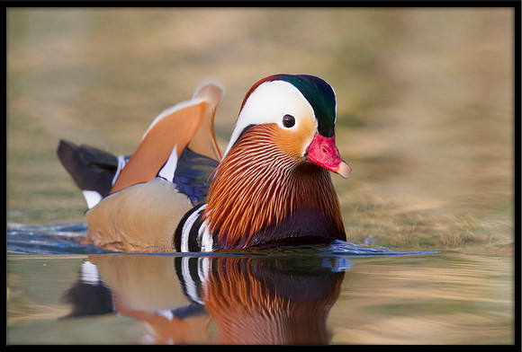 Mandarin Duck