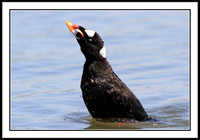 Surf Scoter
