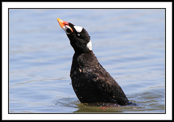 Surf Scoter