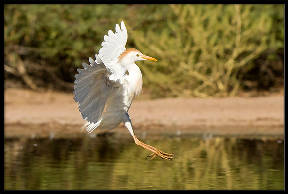 Western Cattle Egret