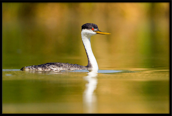 Western Grebe