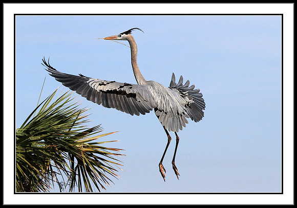 Great Blue Heron returns to nest