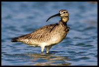 Curlews