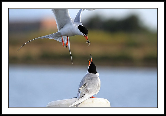 Tern food exchange mating ritual