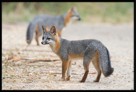 Grey Fox