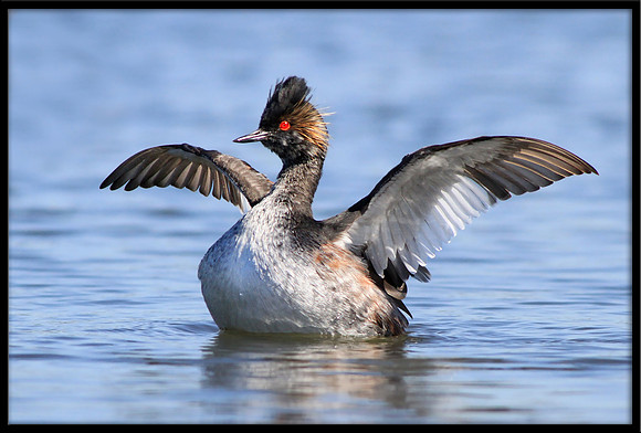 Eared Grebe