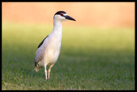 Black-crowned Night Herons
