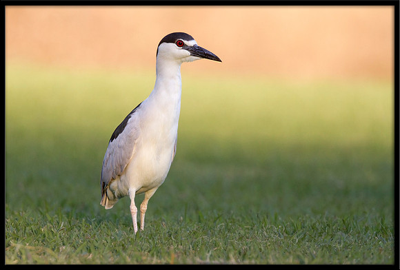 Black-crowned Night Heron