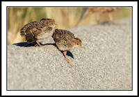 California Quail