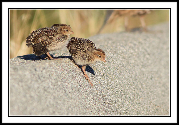 California Quail