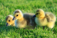 Gosling trio