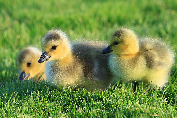 Gosling trio