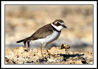 Semipalmated Plover