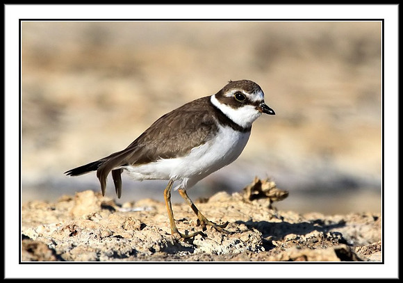 Semipalmated Plover