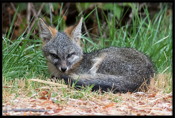 Grey Fox