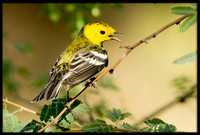 Hermit Warbler