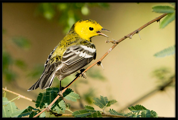Hermit Warbler