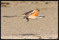 Scissor-tail Flycatcher